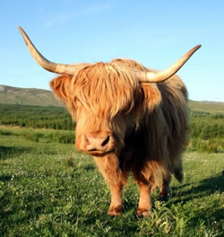 Highland Cattle - Scotland holidays